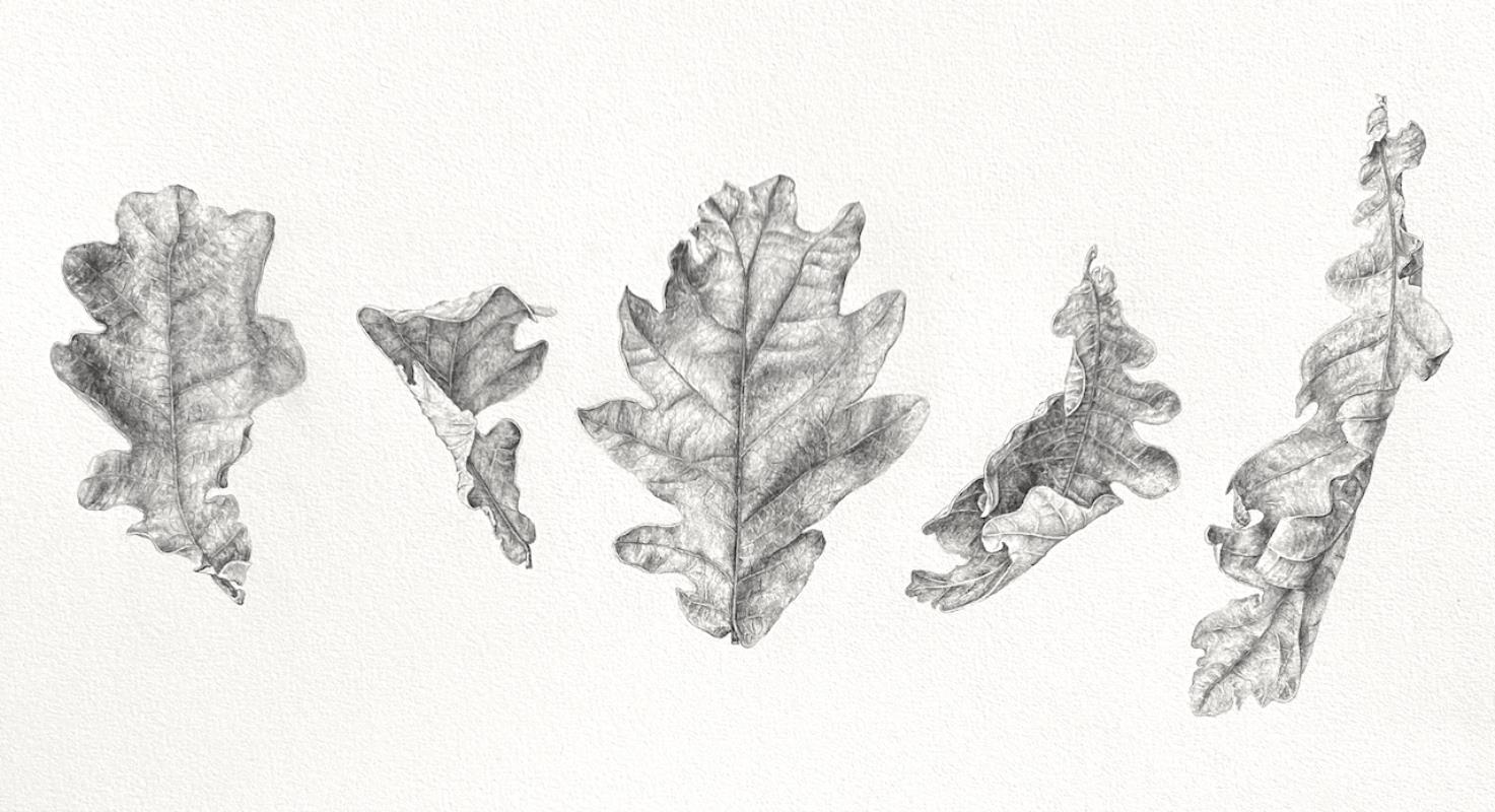 Dancing Oak Leaves